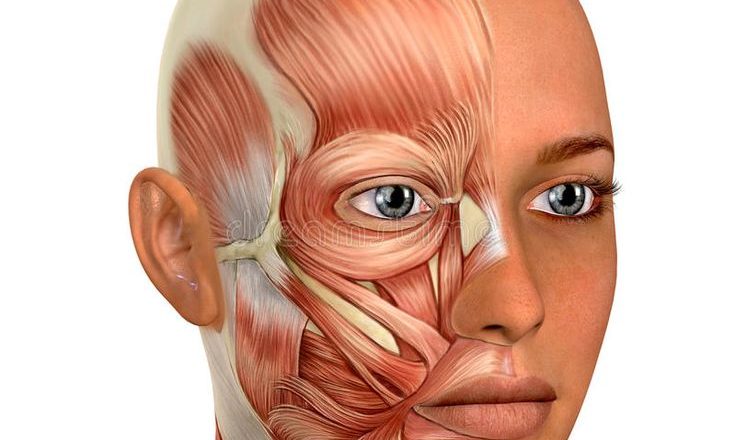Face anatomy